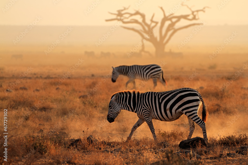 Plains zebras in dust, Amboseli National Park - obrazy, fototapety, plakaty 