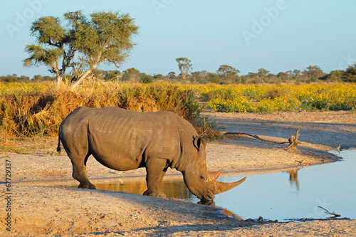 Photo White rhinoceros drinking water