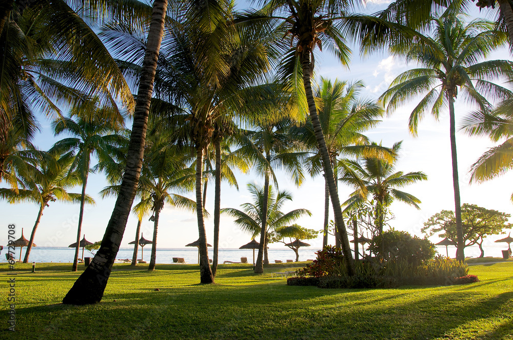 Palmiers - cocotiers sur fonds de plage paradisiaque