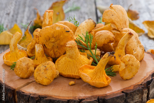 fresh forest chanterelle on a wooden background