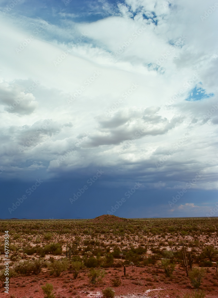 Sonora Desert