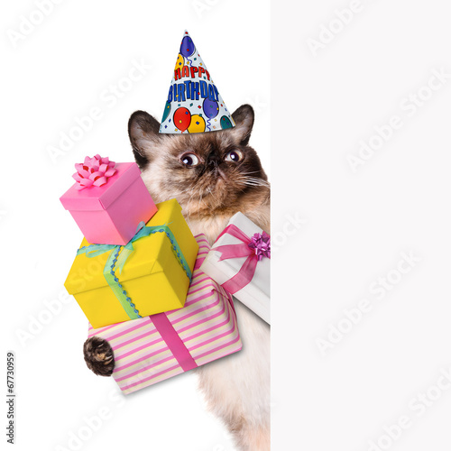 Photography Birthday cat .
