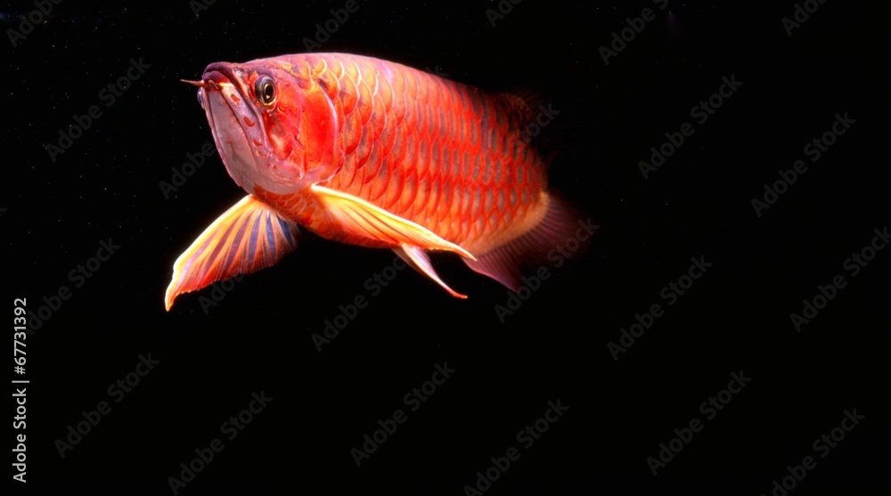 Obraz premium アジアアロワナ