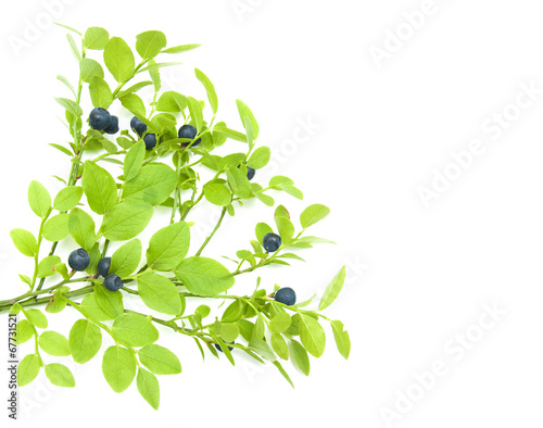 Blueberry branch