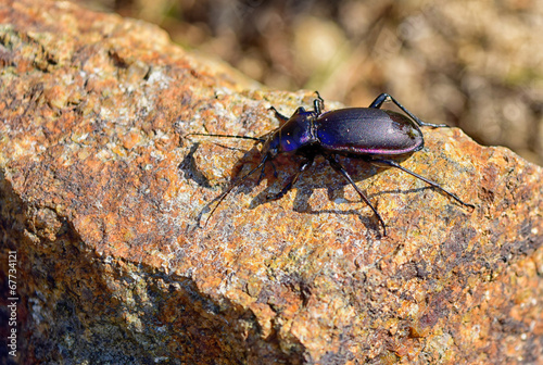 ground beetle