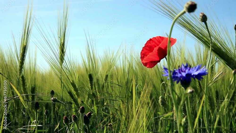 Mohnblume wiegt sich im Gerstenfeld Mohnblume wiegt sich im Gerstenfeld