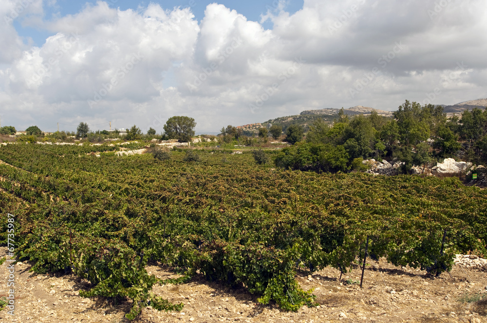 Weinbau Libanon