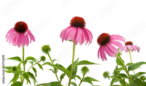 Purple Coneflowers