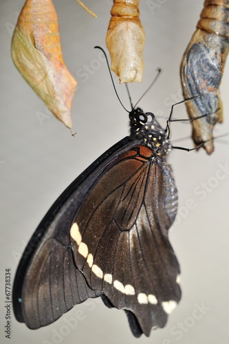 Butterfly on cocon