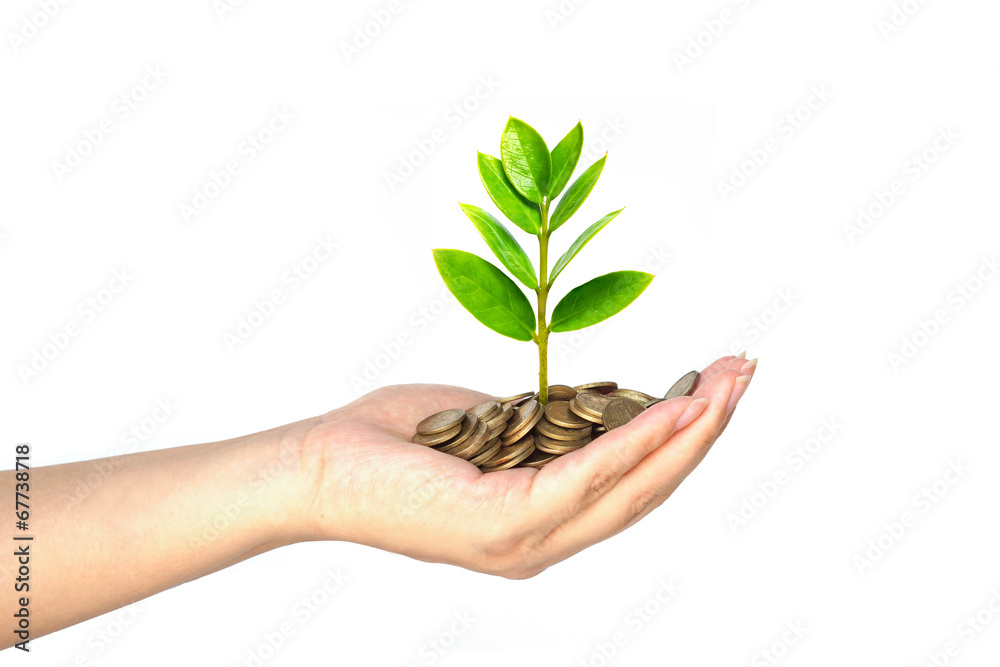 hand holding a young tree growing on coins hand holding a young tree growing on coins