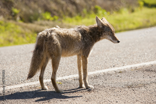 Leinwand Poster coyote