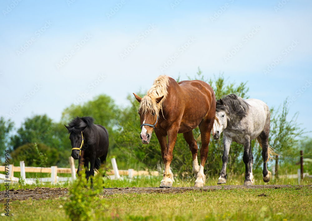Fototapeta premium Horse in meadow. Summer day