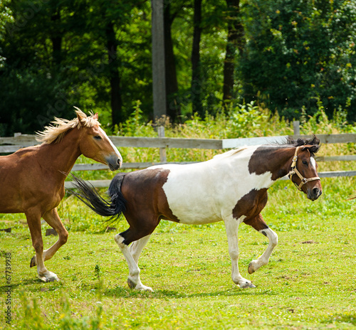 Running horse in meadow. Summer day