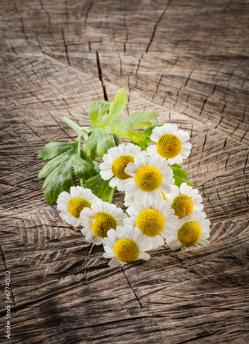 Chamomile flower on wooden background