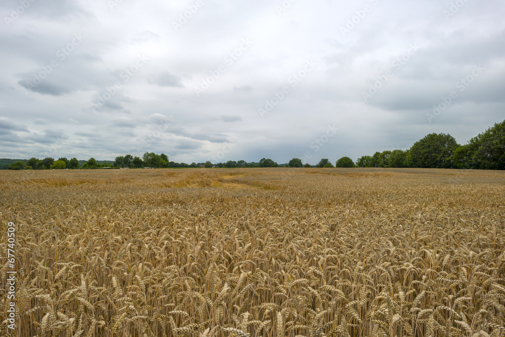 Naklejka premium Corn growing on a field in summer