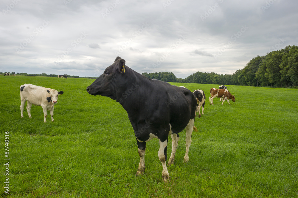 Cows in a meadow in summer Cows in a meadow in summer