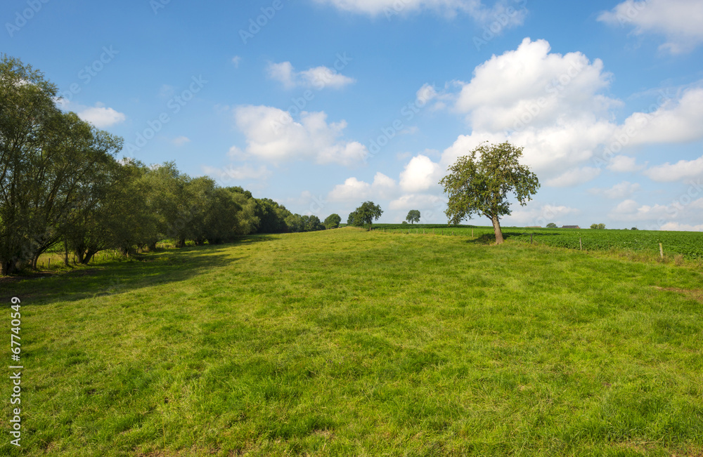 Trees in a meadow in summer