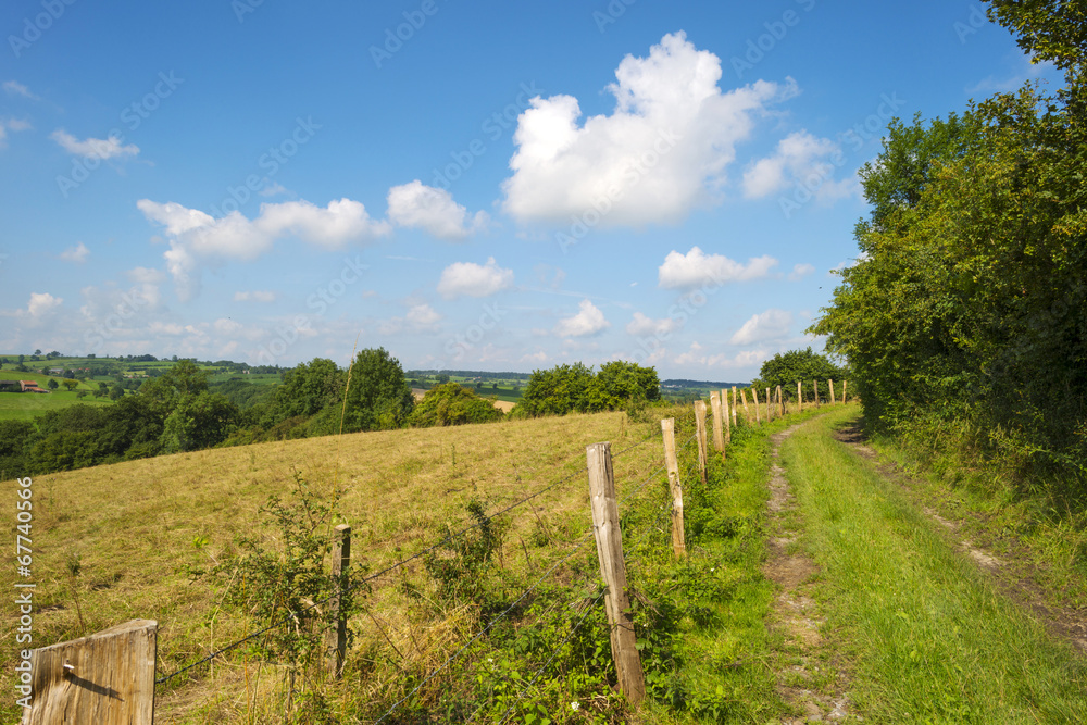 Footpath along a meadow in summer