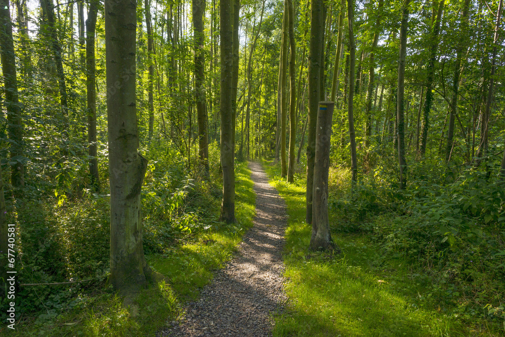 Footpath through a sunlit forest