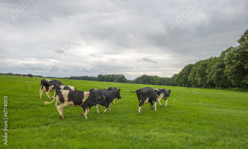 Cows in a meadow in summer