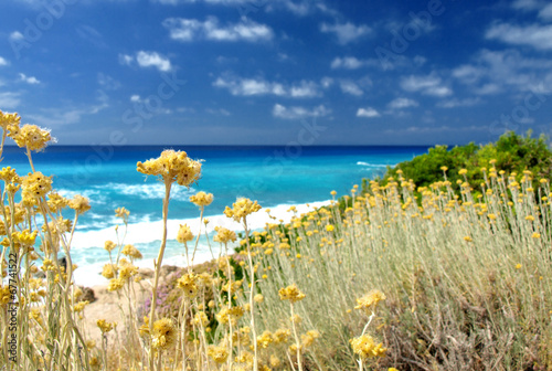 yellow wild flowers and sea #67741522