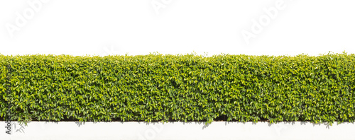 green hedge or Green Leaves Wall on isolated