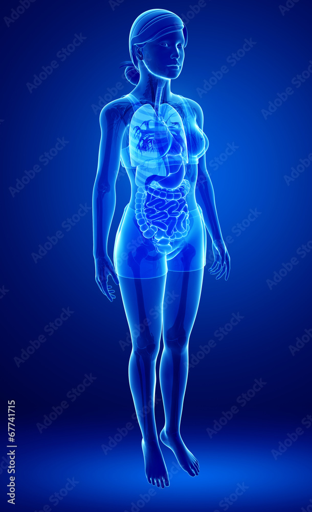 Xray digestive system of female body Xray digestive system of female body