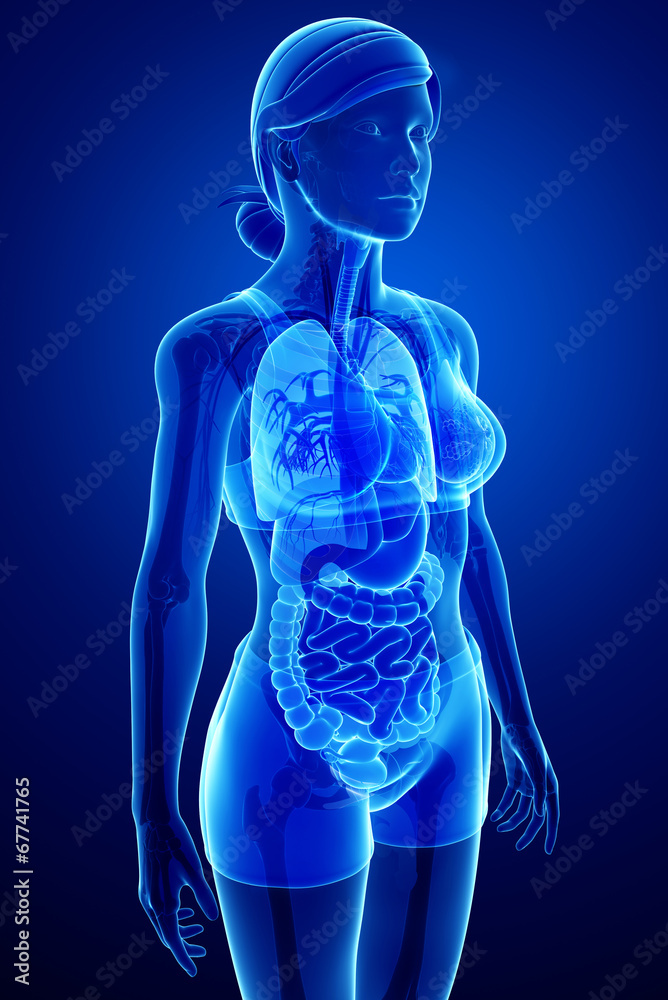 Digestive system with female anatomy Digestive system with female anatomy