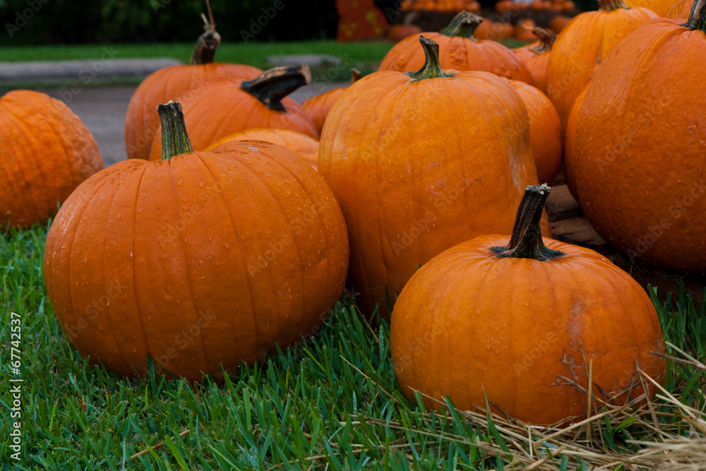 Pumpkins in a Field Pumpkins in a Field