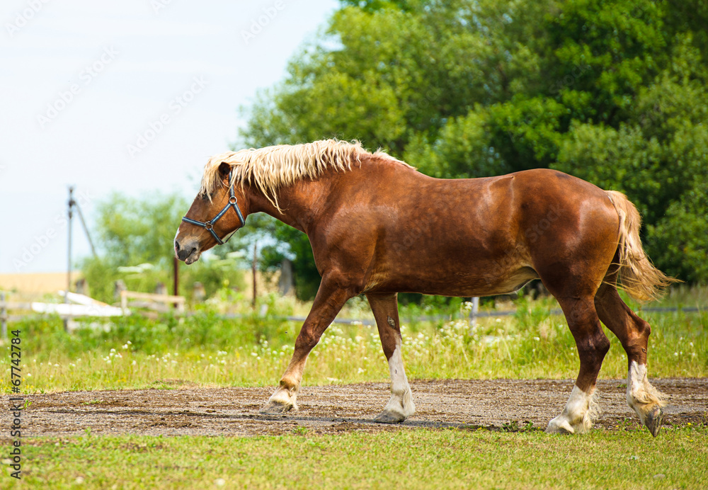 Obraz premium Horse in meadow. Summer day