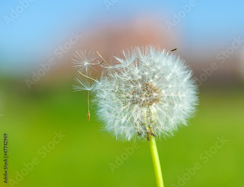 dandelion on the green background