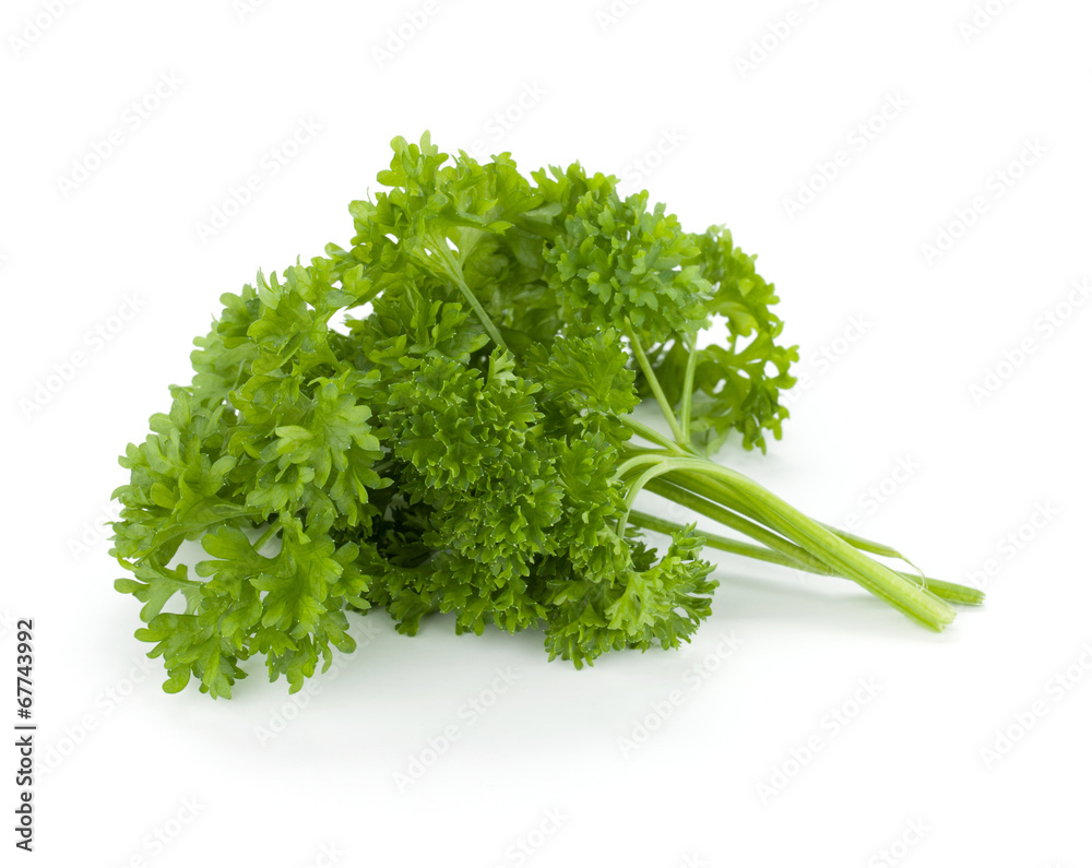 Bunch of fresh green curly parsley Bunch of fresh green curly parsley