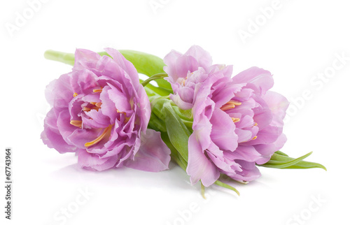 Fototapeta Naklejka Na Ścianę i Meble -  Pink tulips