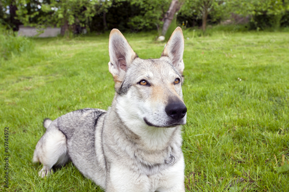 Fototapeta premium Czechoslovakian Wolfdog