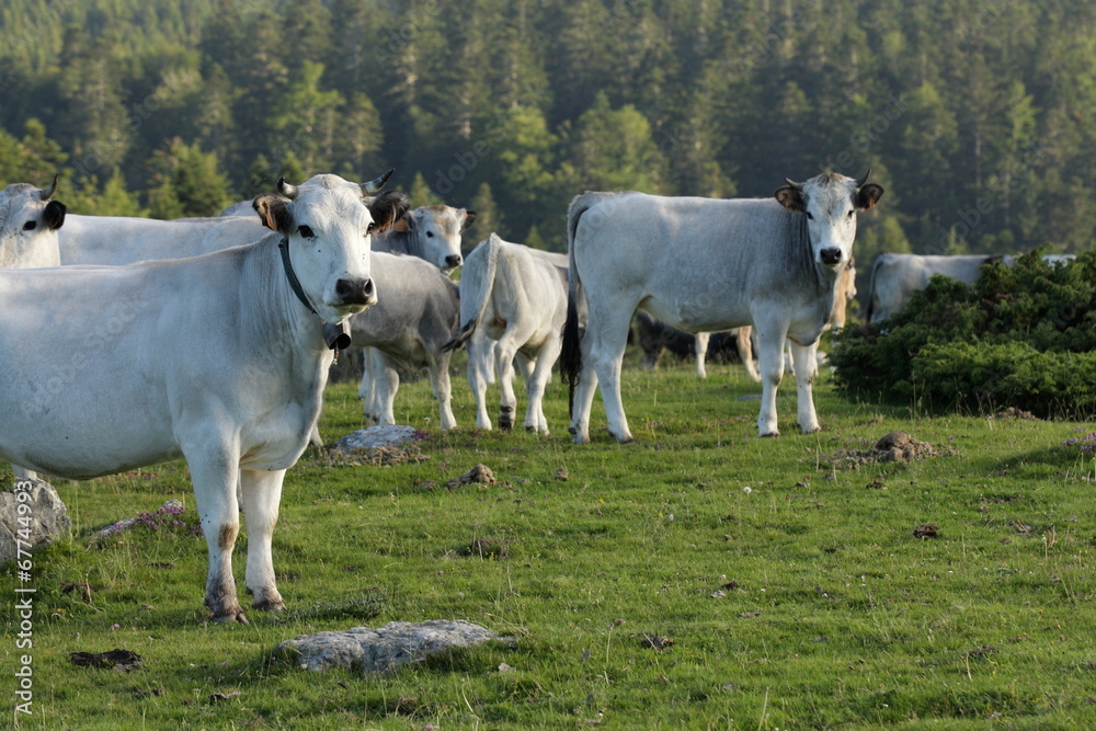 Troupeau de vaches gasconnes,Pyrénées Troupeau de vaches gasconnes,Pyrénées