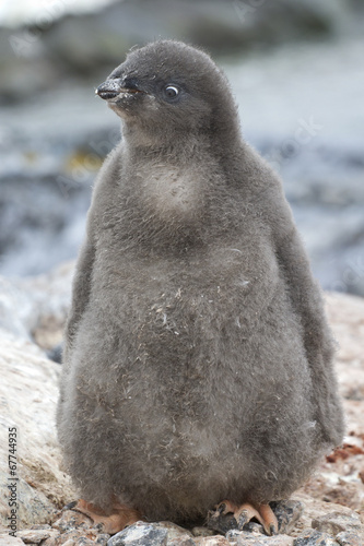 Adelie penguin chick near the nest sunny summer day