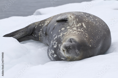 adult Weddell seal which lies in the snow Antarctic Islands