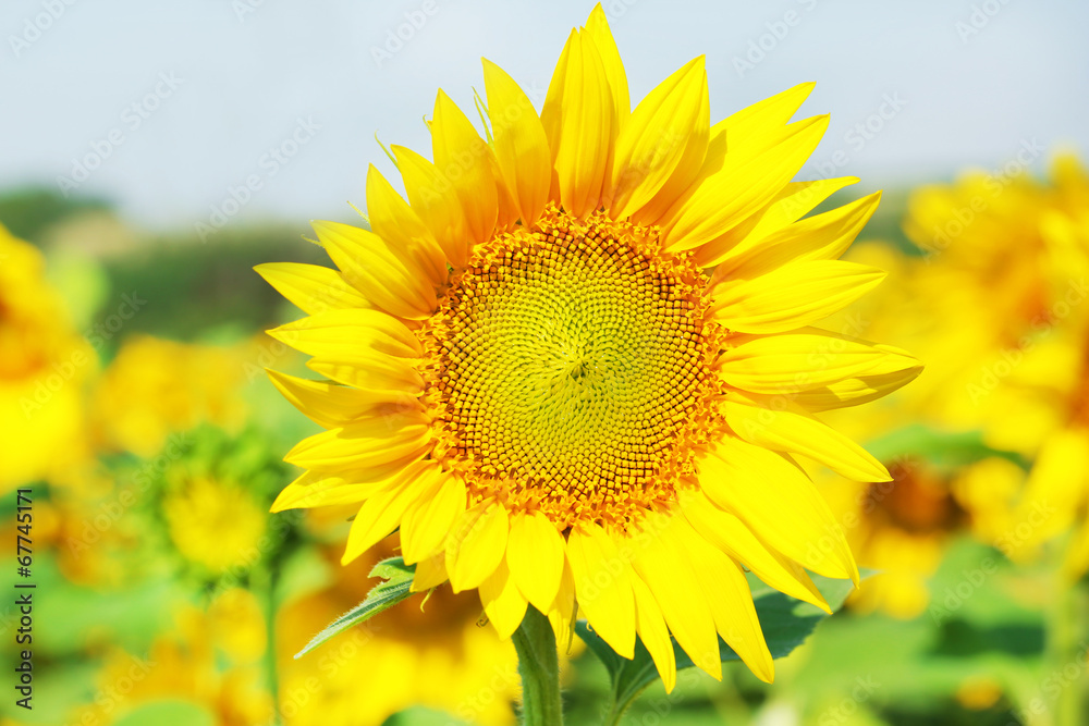 Beautiful sunflowers field