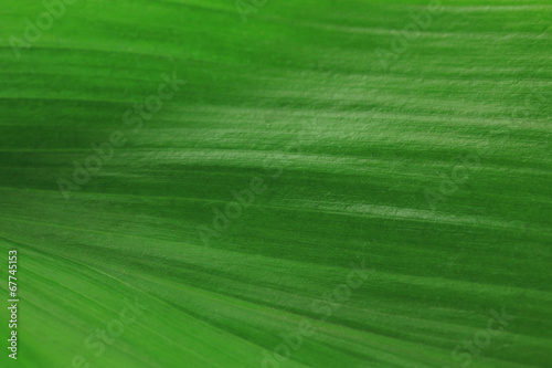 Green leaf close-up background
