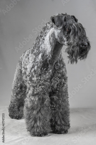Kerry Blue Terrier