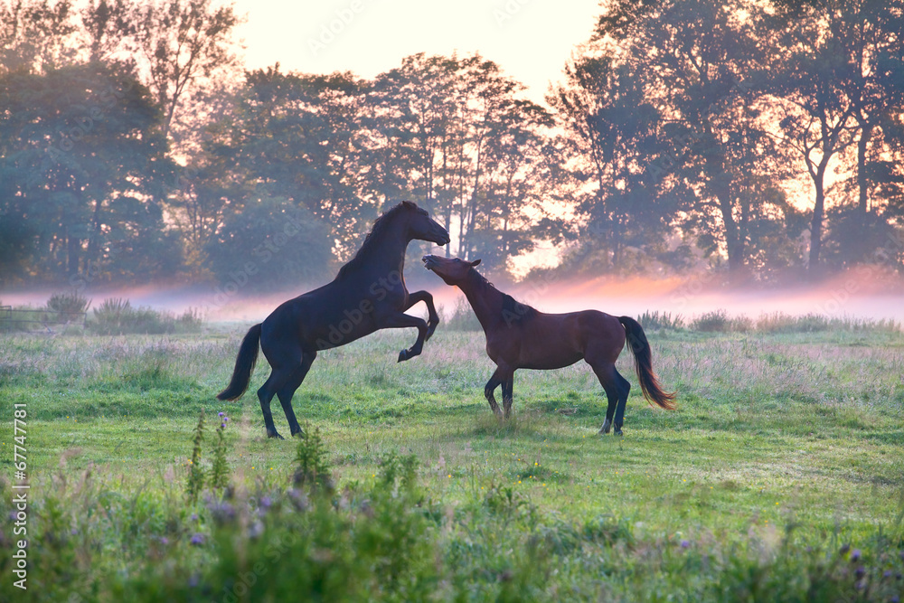 horses fighting on misty pasture horses fighting on misty pasture