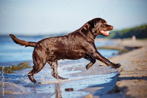 Fototapeta Naklejka Na Ścianę i Meble -  labrador retriever dog at the sea