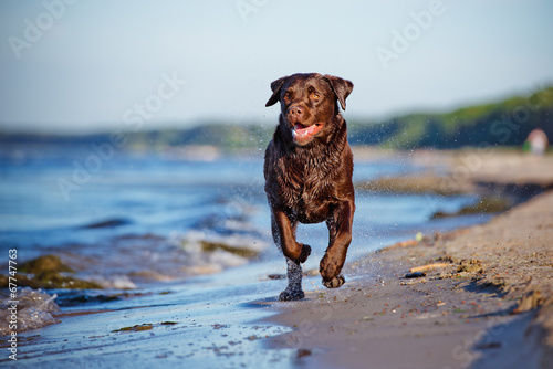 labrador retriever dog on the beach