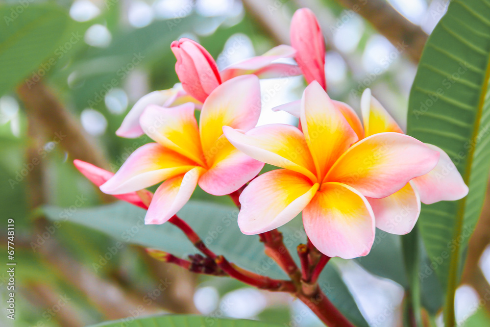 Plumeria - Lelavadee Thailand Plumeria - Lelavadee Thailand