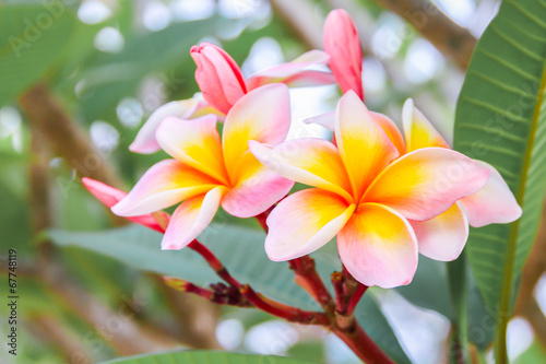 Plumeria - Lelavadee Thailand