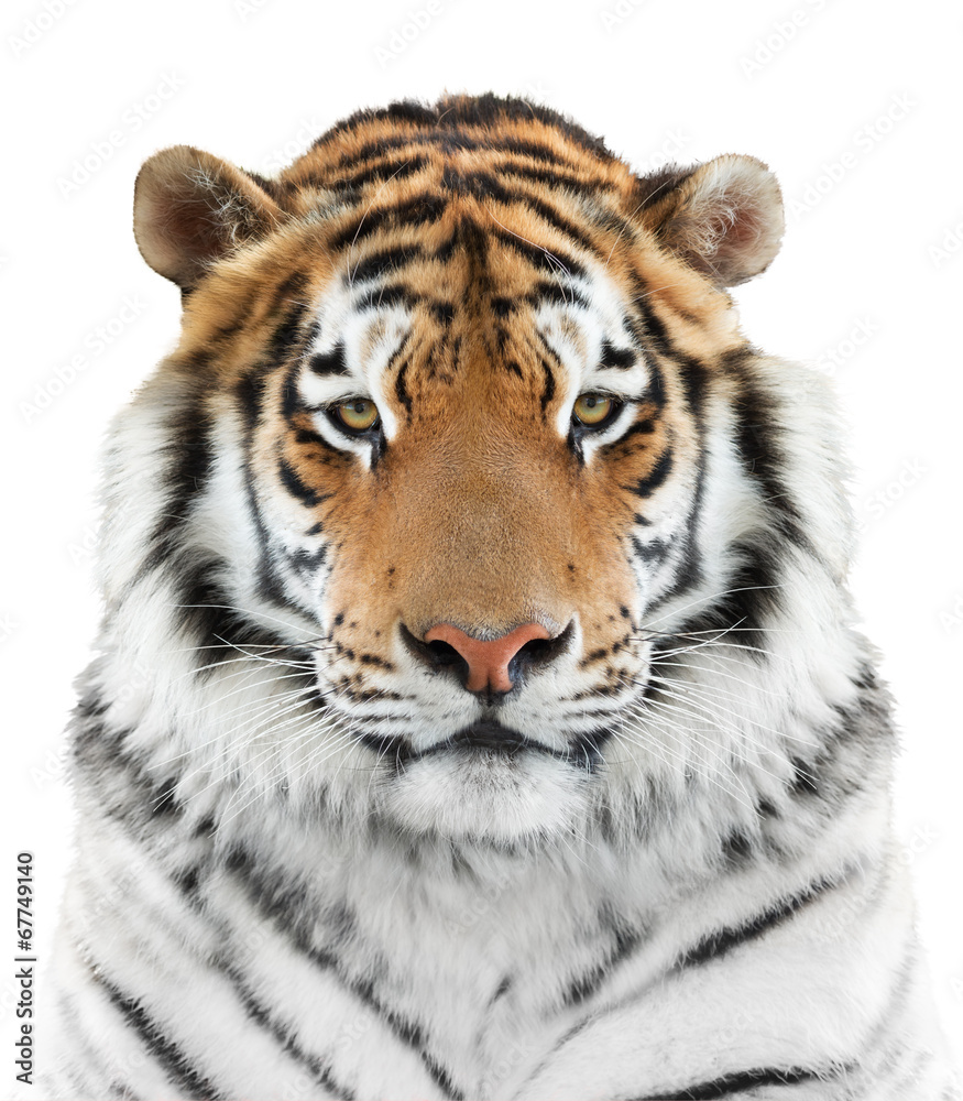 Naklejka premium Face of a tiger