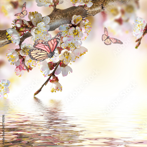 Apricot flowers in spring, floral background