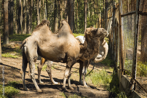 Camel of the National Park "Orel Polessye." Russia, Oryol Oblast © Sergey Chayko