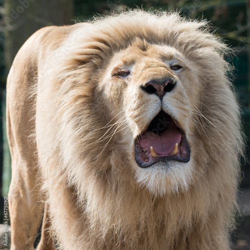 Fototapeta Naklejka Na Ścianę i Meble -  Roaring male lion