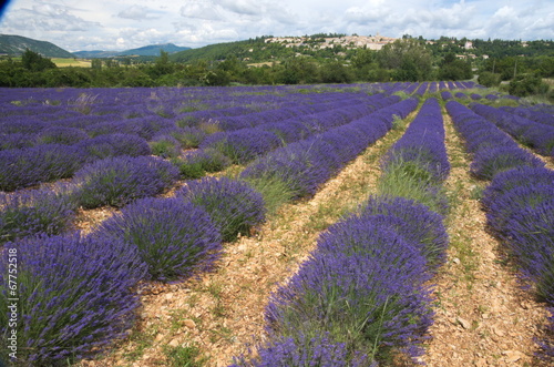 Promenade dans les Champs de lavandes en Provence Pays de Sault